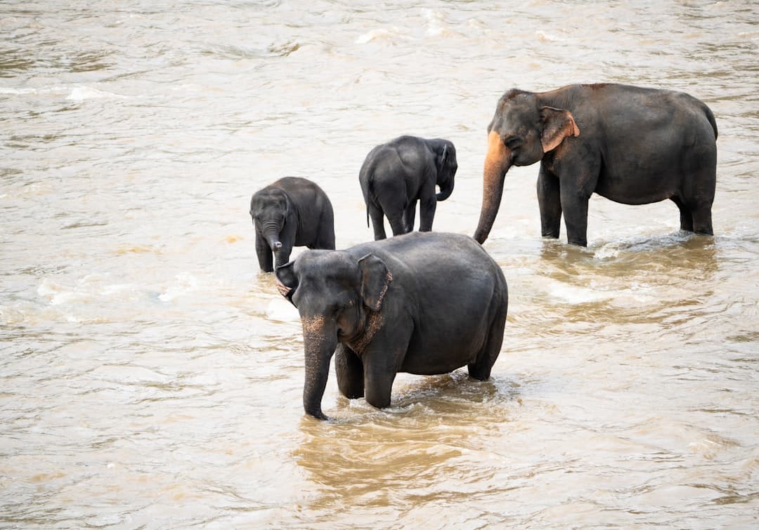 Elephants in river